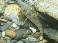 Rhinogobius formosanus