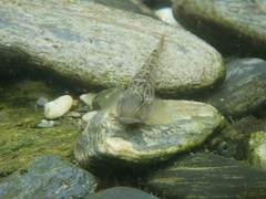Rhinogobius formosanus