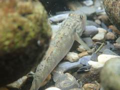 Rhinogobius formosanus