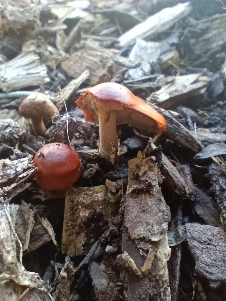 Leratiomyces ceres · April 2025 · photo: © pinkiellie (iNaturalist, cc0)