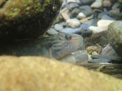 Rhinogobius formosanus