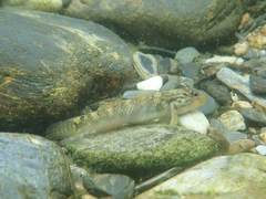 Rhinogobius formosanus