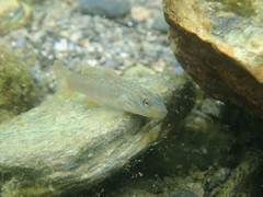Rhinogobius formosanus