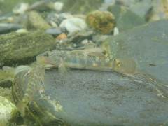 Rhinogobius formosanus