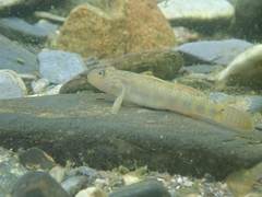 Rhinogobius formosanus