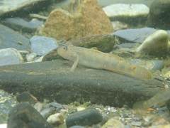 Rhinogobius formosanus