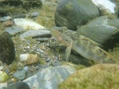 Rhinogobius formosanus