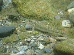 Rhinogobius formosanus