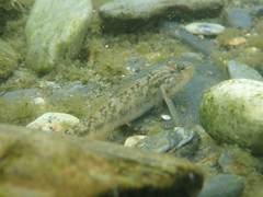Rhinogobius formosanus