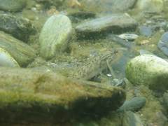 Rhinogobius formosanus