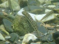 Sicyopterus japonicus