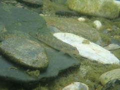 Rhinogobius formosanus