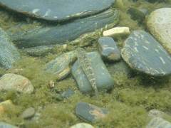 Rhinogobius formosanus