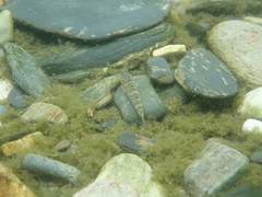 Rhinogobius formosanus