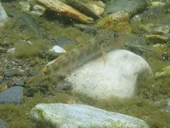 Rhinogobius formosanus