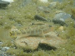 Rhinogobius formosanus