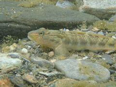 Rhinogobius formosanus