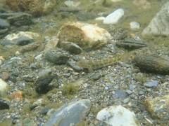 Rhinogobius formosanus
