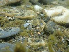 Rhinogobius formosanus