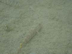 Rhinogobius formosanus