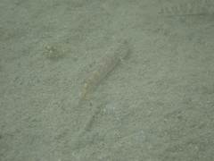 Rhinogobius formosanus