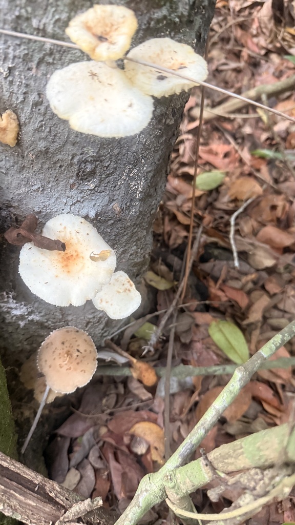 Oudemansiella cubensis · April 2025 · photo: © sheylarossi (iNaturalist, cc-by-sa)