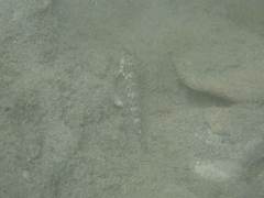 Rhinogobius formosanus