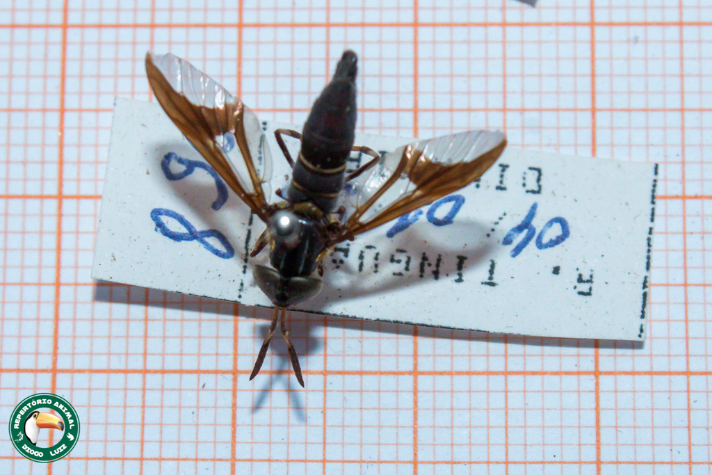Acanthocera longicornis