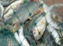 Opsariichthys pachycephalus