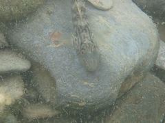 Rhinogobius formosanus