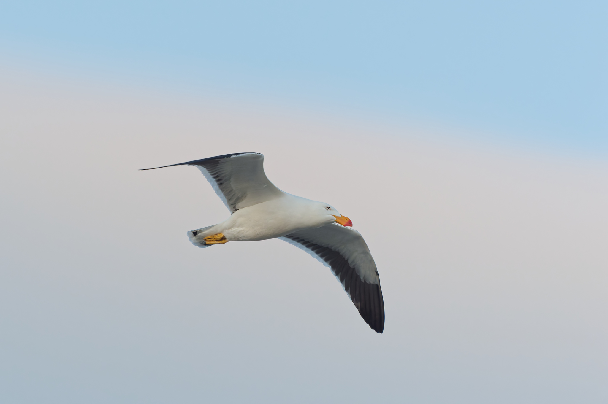 Pacific Gull illustration