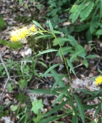 Solidago pinetorum