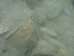 Sicyopterus japonicus