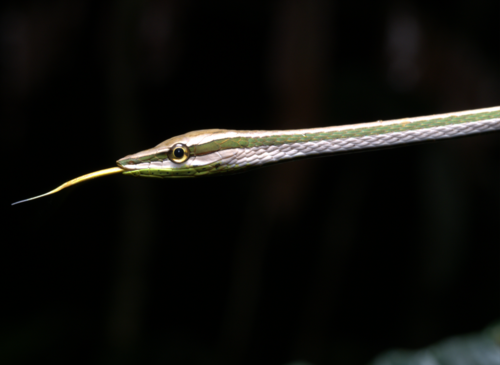 Striped Sharpnose Snake