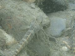 Rhinogobius formosanus