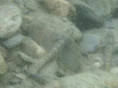 Rhinogobius formosanus