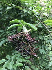 Sambucus nigra