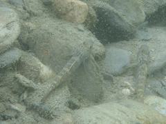 Rhinogobius formosanus