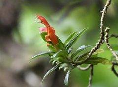 Columnea glabra, photograph (c) Zac Peterson, some rights reserved (CC BY)