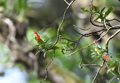 Columnea glabra, photograph 5