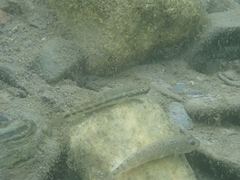 Sicyopterus japonicus