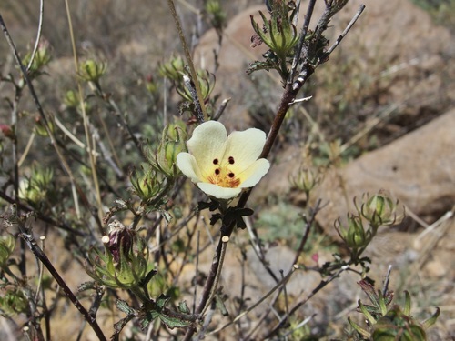 Image of Hibiscus coulteri by (c) Sue Carnahan, some rights reserved (CC BY)