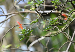 Columnea glabra