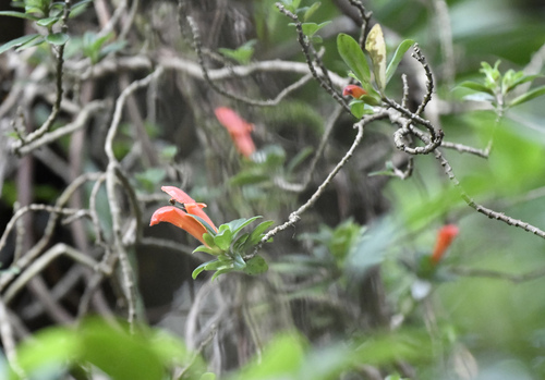 Columnea glabra, photograph 3