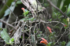 Columnea glabra, photograph (c) Zac Peterson, some rights reserved (CC BY)