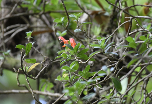 Columnea glabra, photograph 4