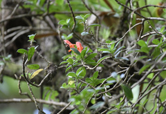 Columnea glabra, photograph (c) Zac Peterson, some rights reserved (CC BY)