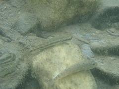 Sicyopterus japonicus