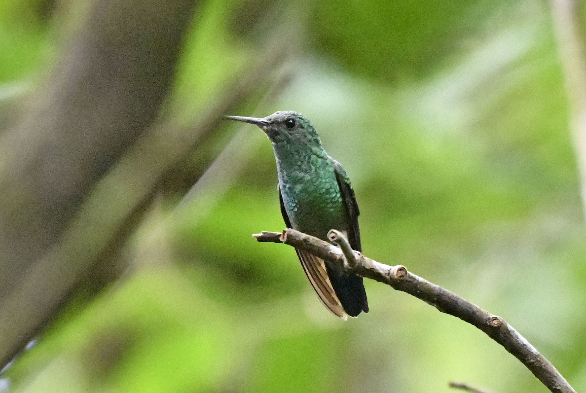 Blue-vented Hummingbird (Saucerottia hoffmanni), photo 4
