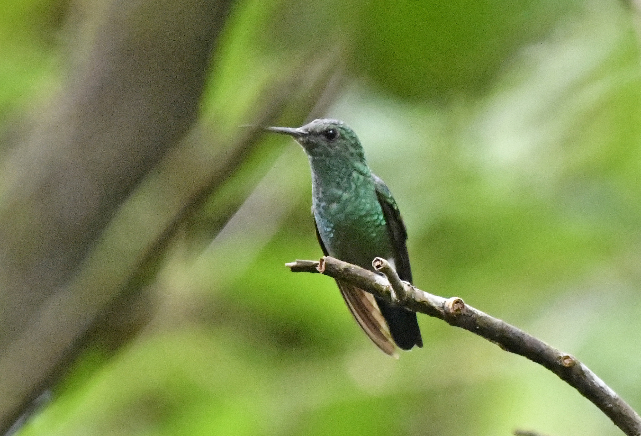 Blue-vented Hummingbird (Saucerottia hoffmanni), photo 8